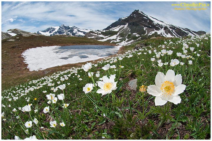 pulsatilla alpina, fiori di montagna, alpini, fotografia, foto, alpine flowers, gran paradiso